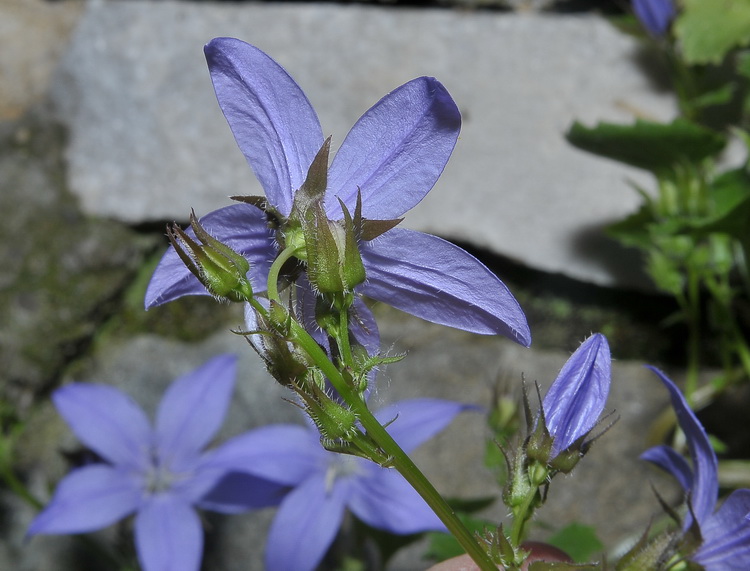 Campanula poscharskyana / Campanula serba